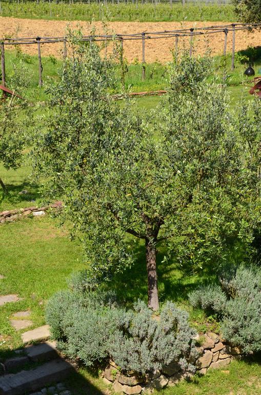 Agriturismo Al Podere Di Rosa Lucca Exterior photo